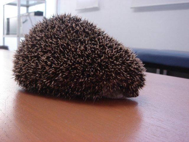 メイタン様ご確認ページ】ハリネズミ
