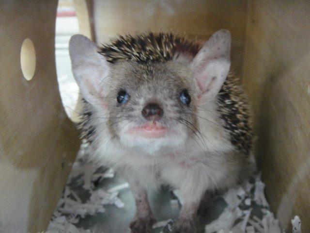 ハリネズミ: きらら動物病院（愛知県豊川市）のブログ