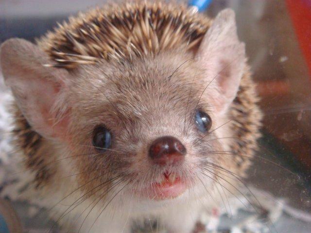 メイタン様ご確認ページ】ハリネズミ