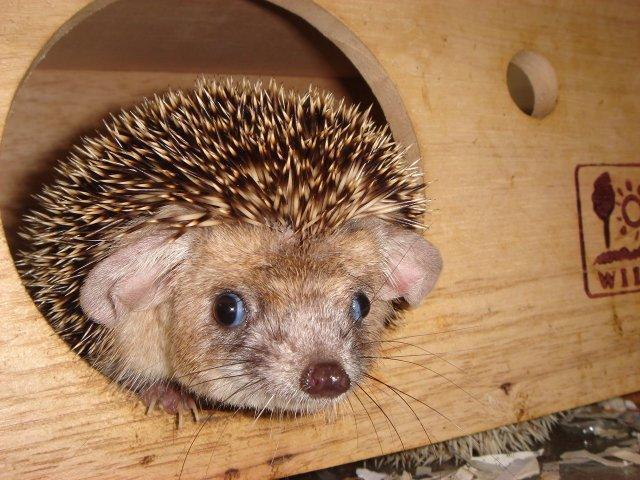 ハリネズミ: きらら動物病院（愛知県豊川市）のブログ