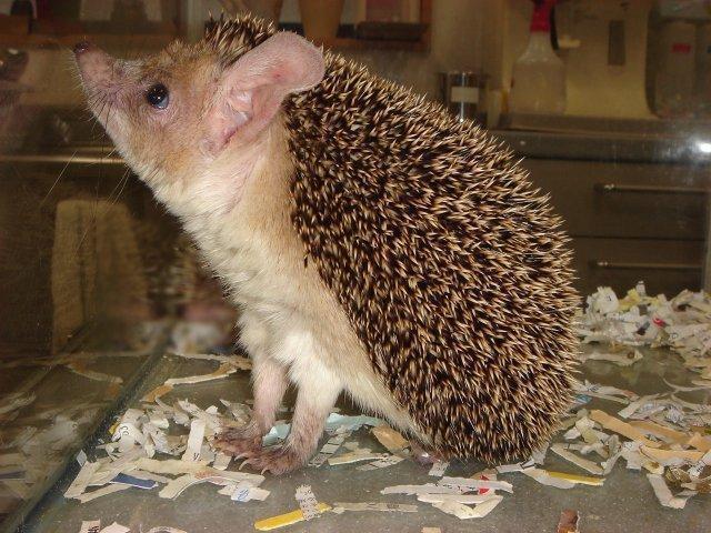 ハリネズミ: きらら動物病院（愛知県豊川市）のブログ