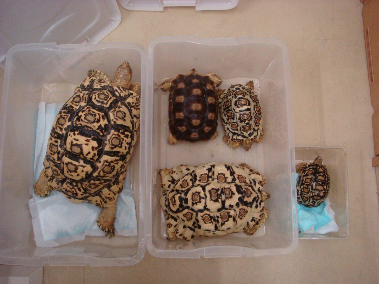 エキゾチックアニマルの診察室 2 と “カメDE Show！名古屋